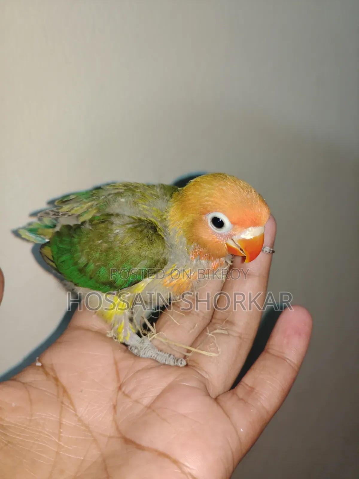 Green Ewing Opaline Split B1B2 Split Pallid Fellow