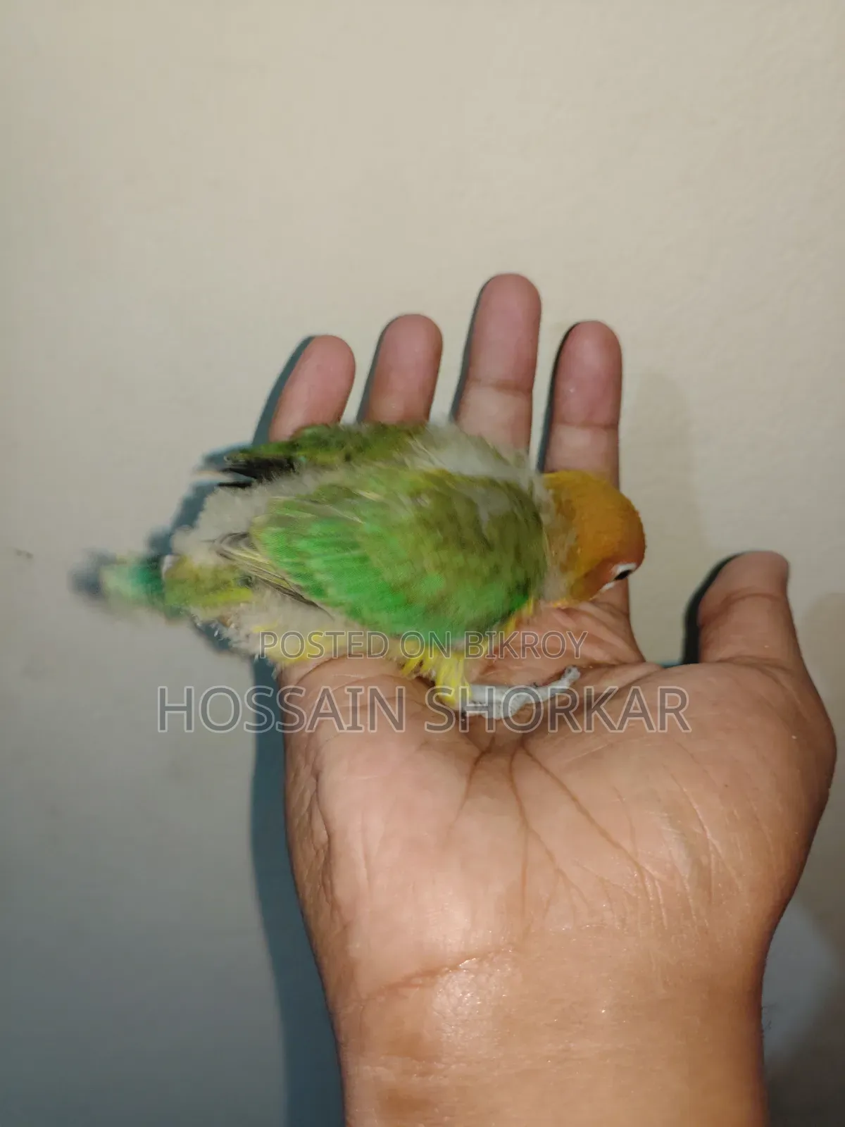 Green Ewing Opaline Split B1B2 Split Pallid Fellow