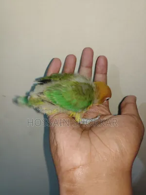 Green Ewing Opaline Split B1B2 Split Pallid Fellow