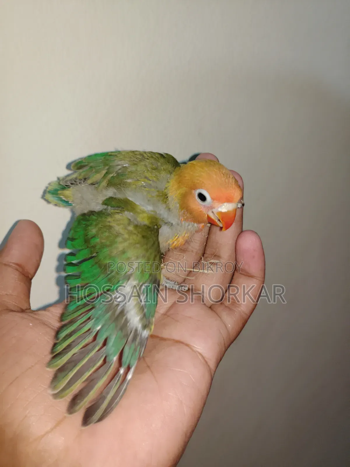 Green Ewing Opaline Split B1B2 Split Pallid Fellow