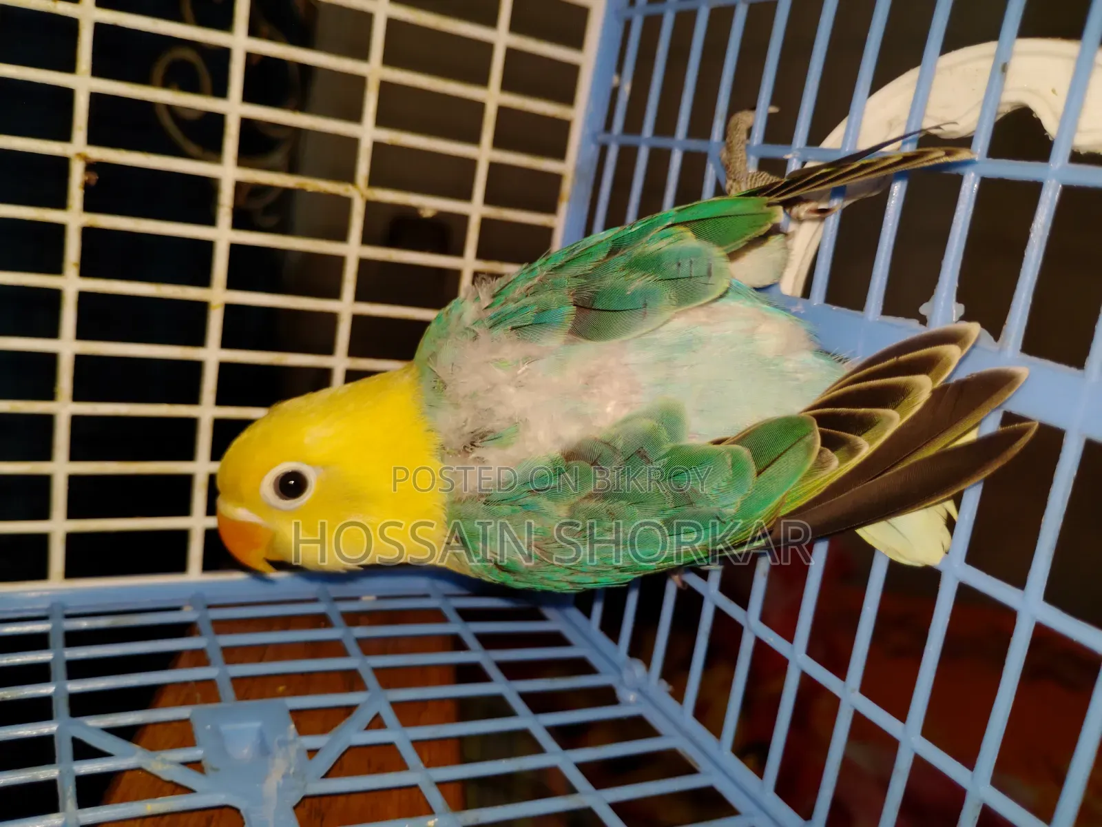 Parbulu Oprline Top Class Baby 3 Month