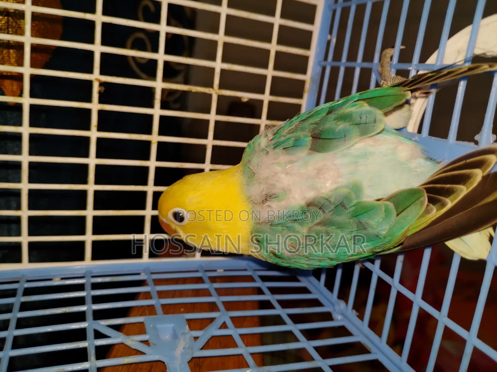 Parbulu Oprline Top Class Baby 3 Month