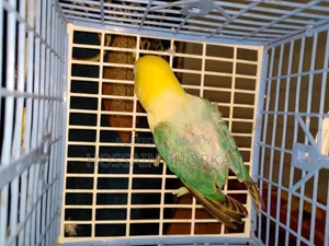 Parbulu Oprline Top Class Baby 3 Month
