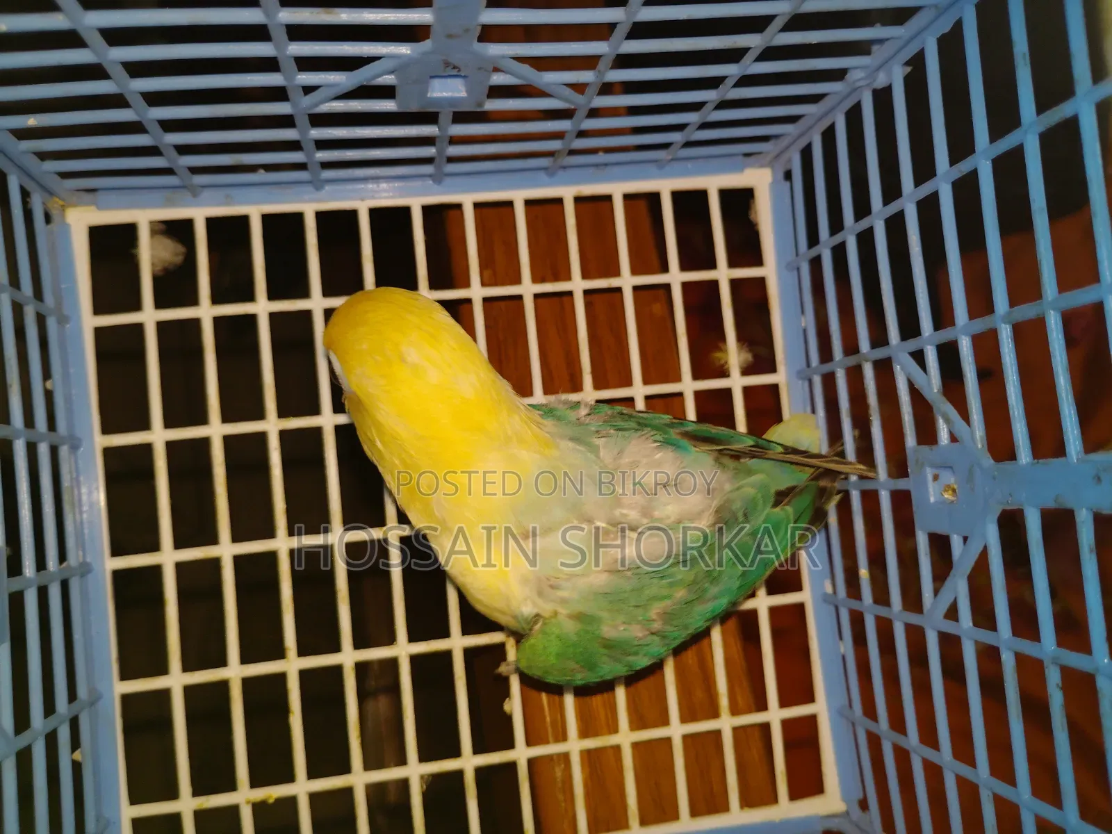 Parbulu Oprline Top Class Baby 3 Month