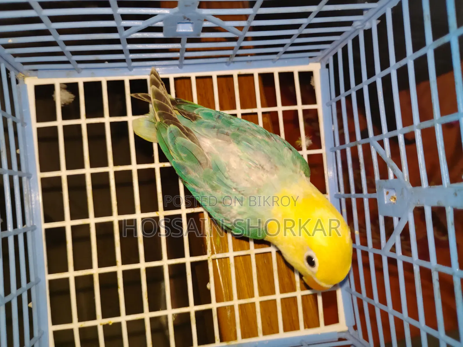 Parbulu Oprline Top Class Baby 3 Month