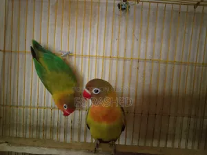 Green Fischer Running Lovebirds