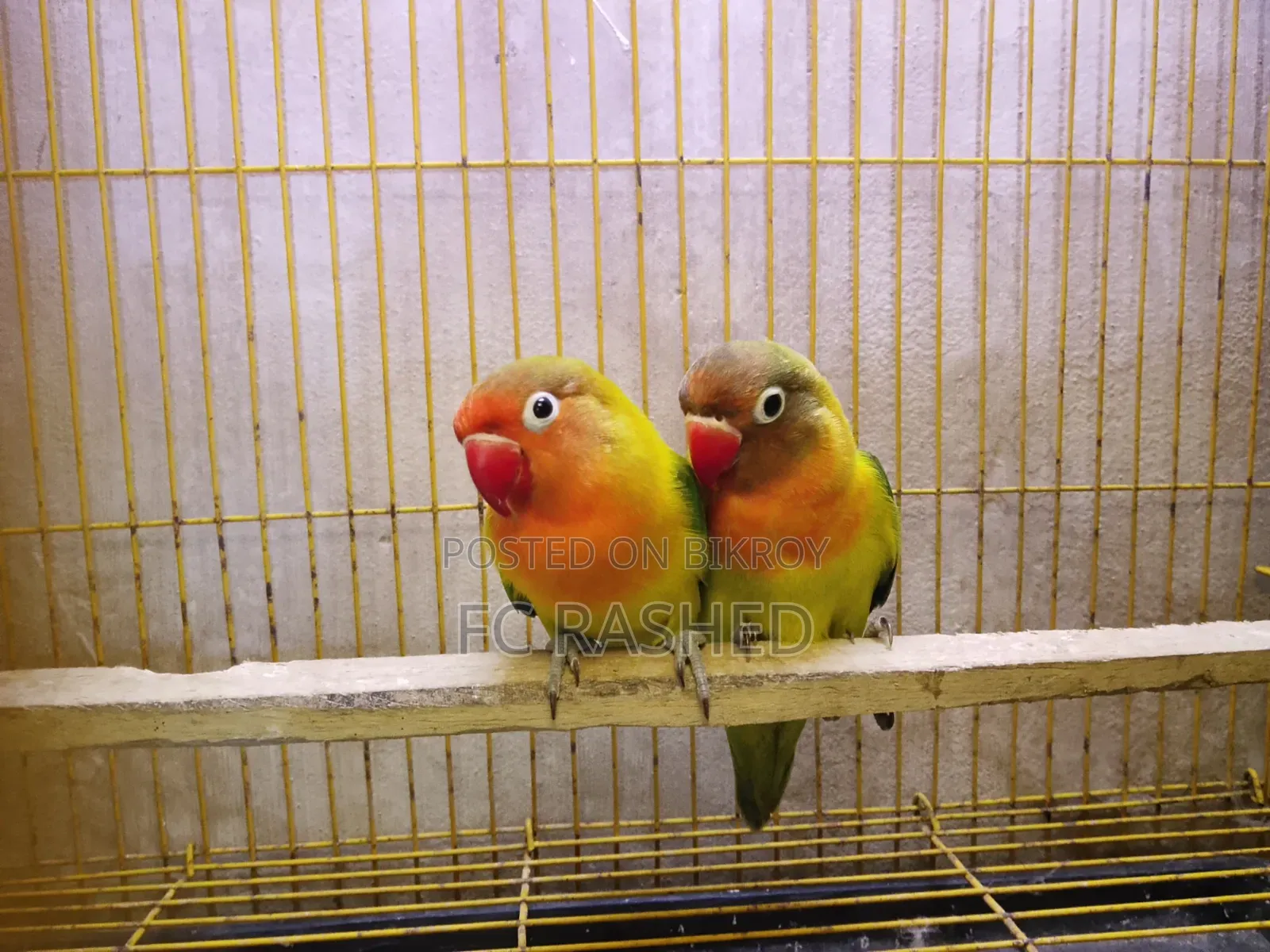 Green Fischer Running Lovebirds