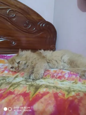 3-6 Months Female Purebred Persian