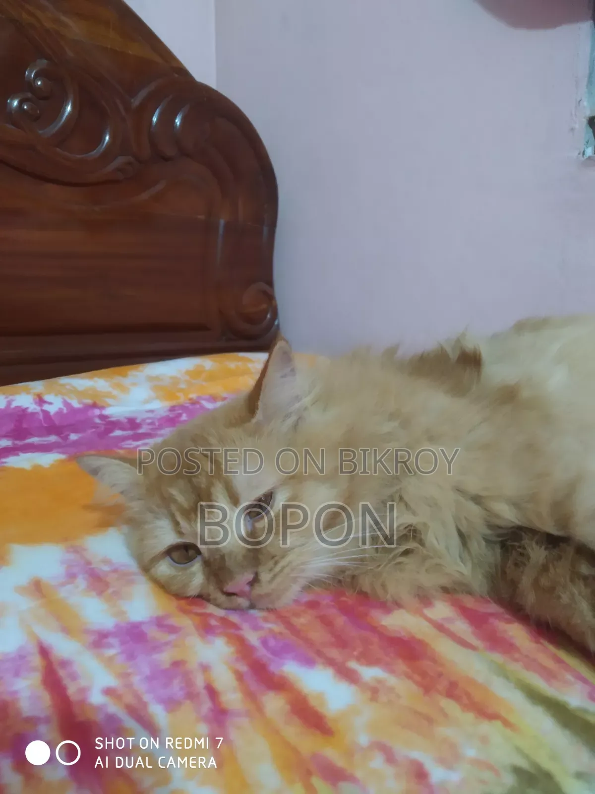 3-6 Months Female Purebred Persian