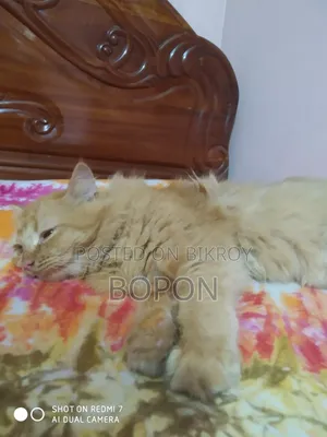 3-6 Months Female Purebred Persian