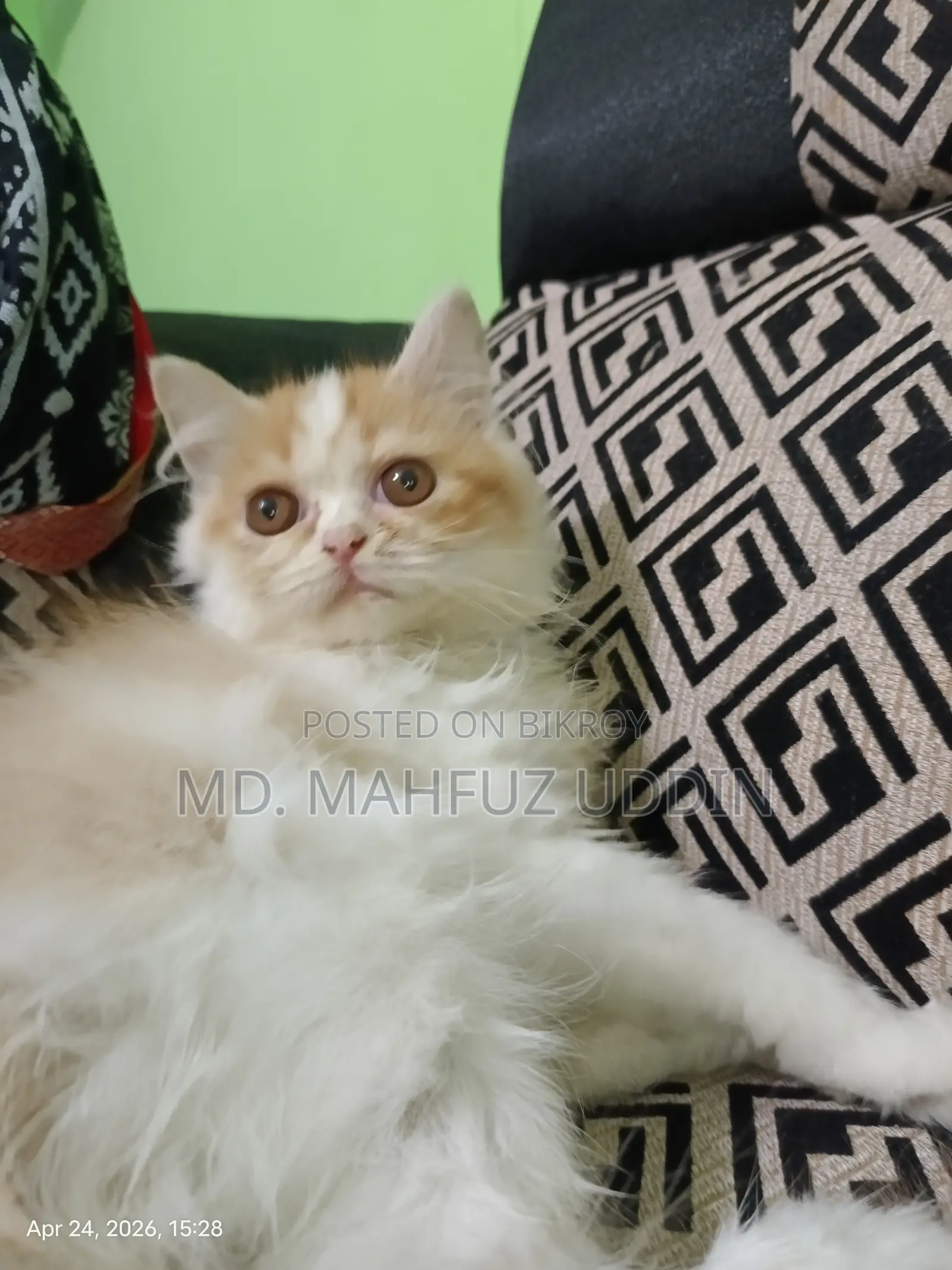 1-3 Months Female Mixed Breed Persian