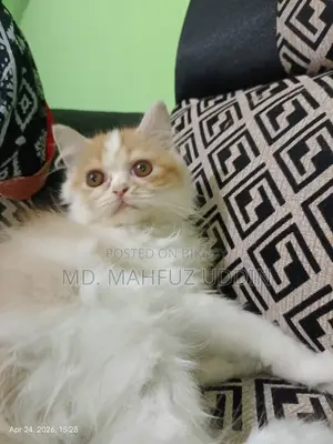 1-3 Months Female Mixed Breed Persian