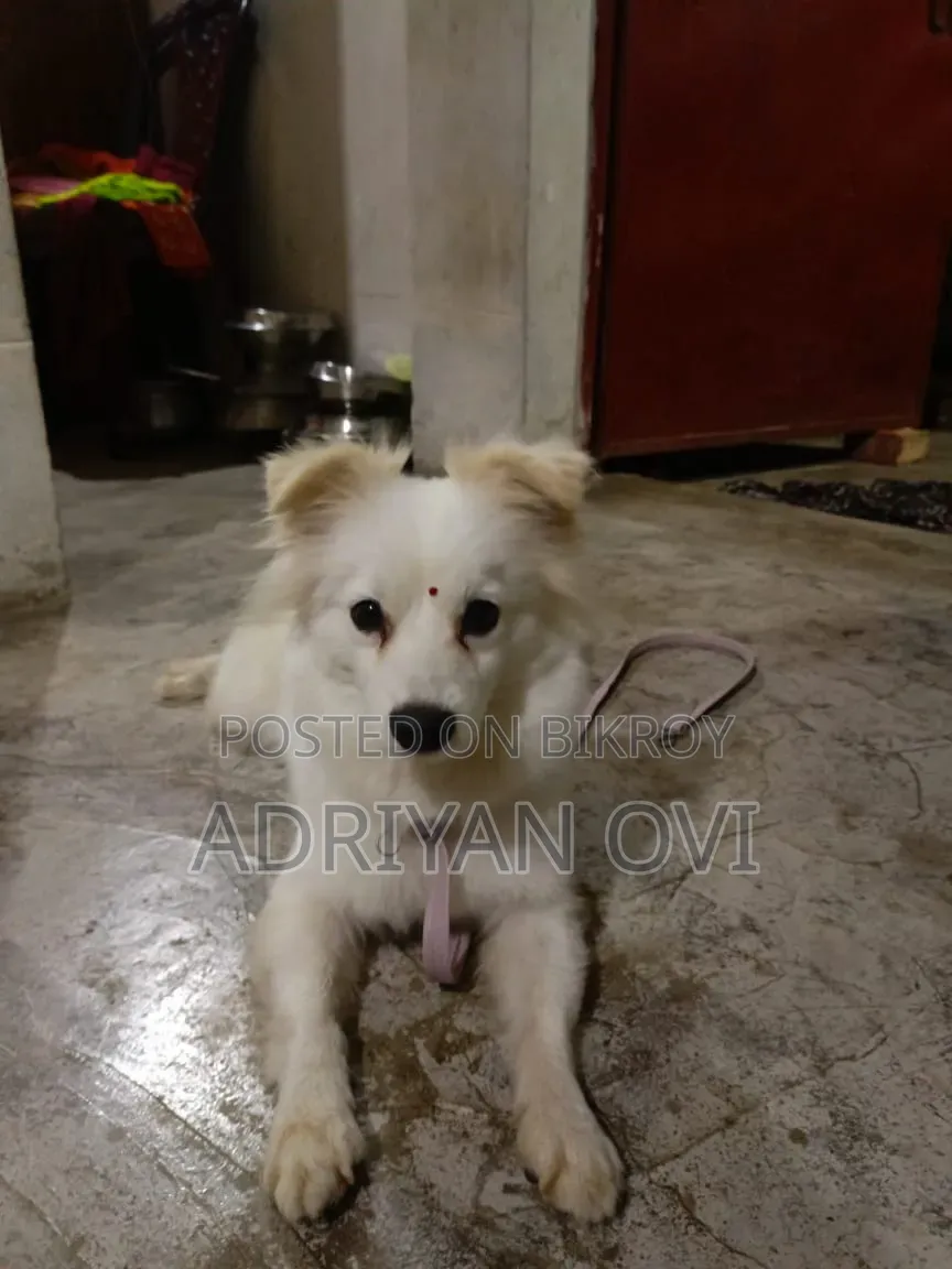 1+ Year Male Purebred Japanese Spitz