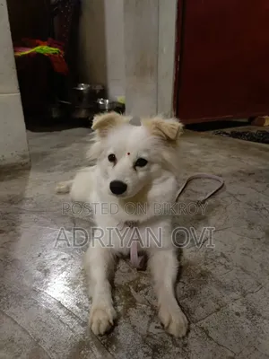 1+ Year Male Purebred Japanese Spitz