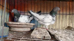 Pigeons for sale