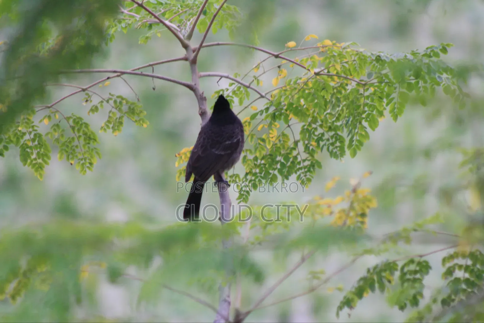 Canon 1000d DSLR Camera With 300mm Zoom Lense