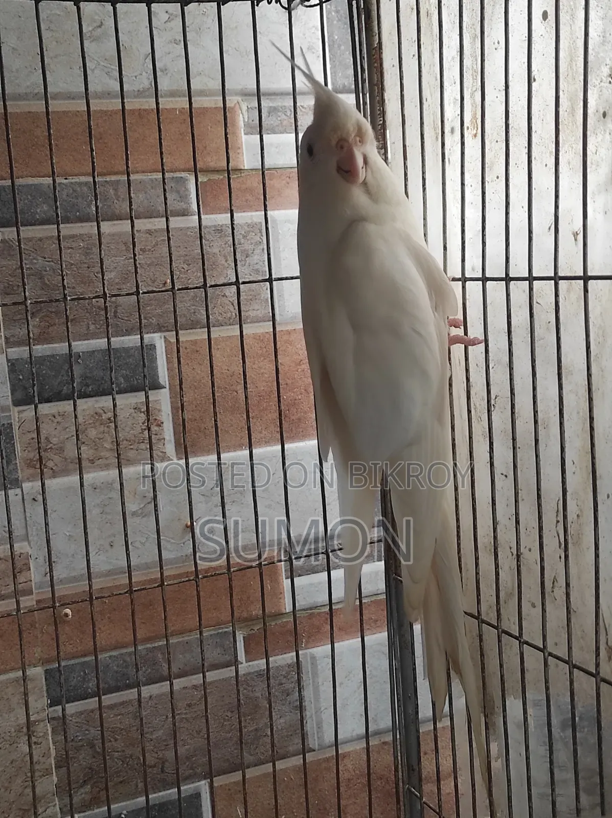 Cockatiel bird for sale