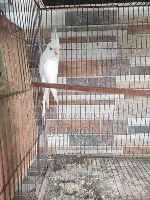 Cockatiel bird for sale