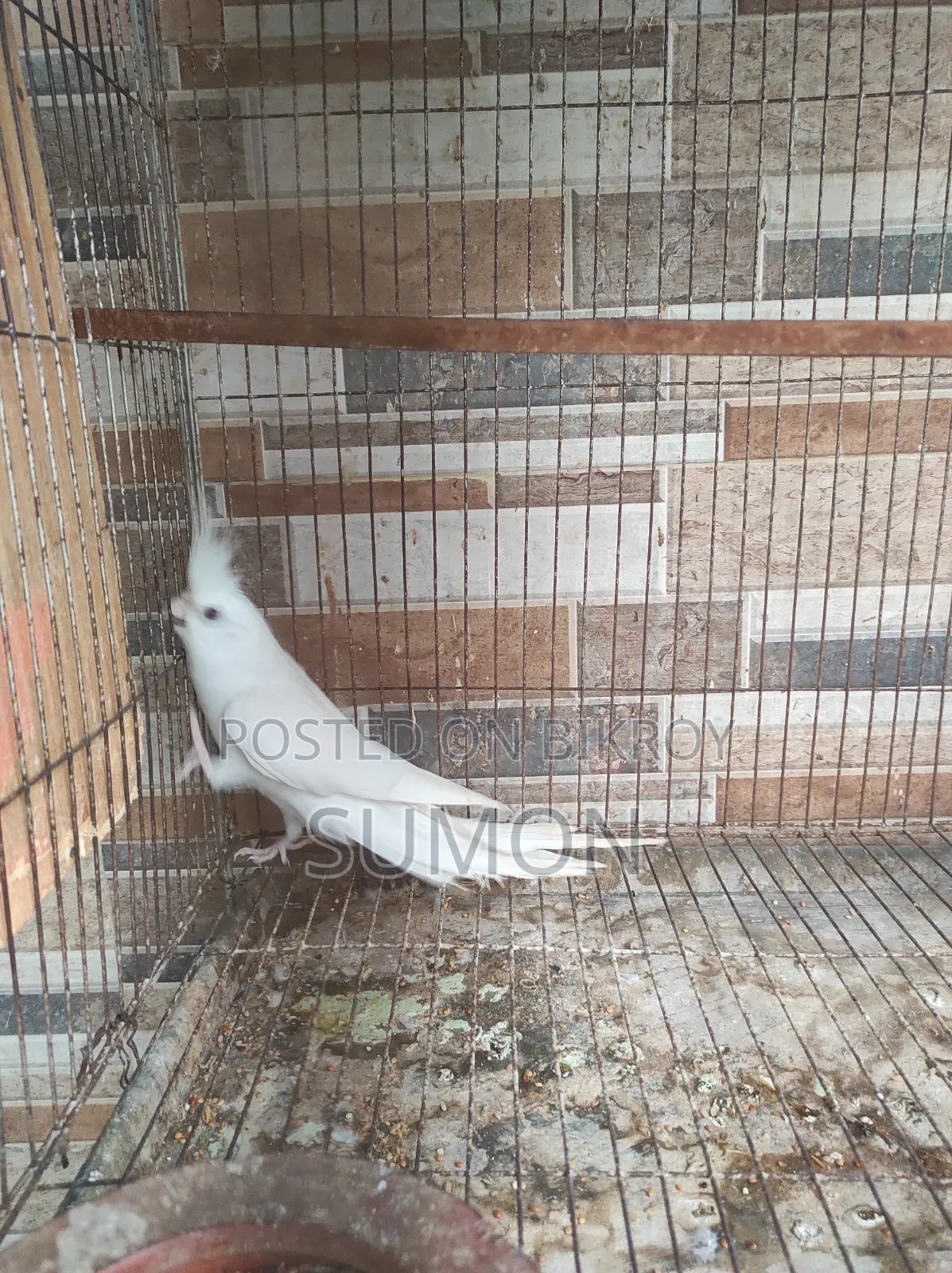 Cockatiel bird for sale
