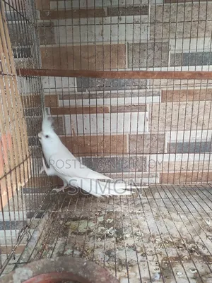 Cockatiel bird for sale
