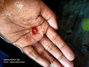 Red Moscow Guppy Brud Size