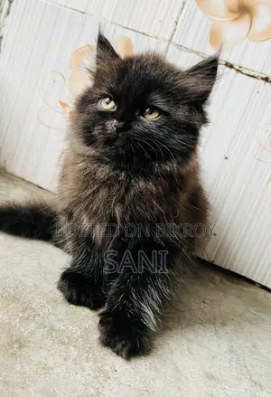 1-3 months Female Purebred Persian