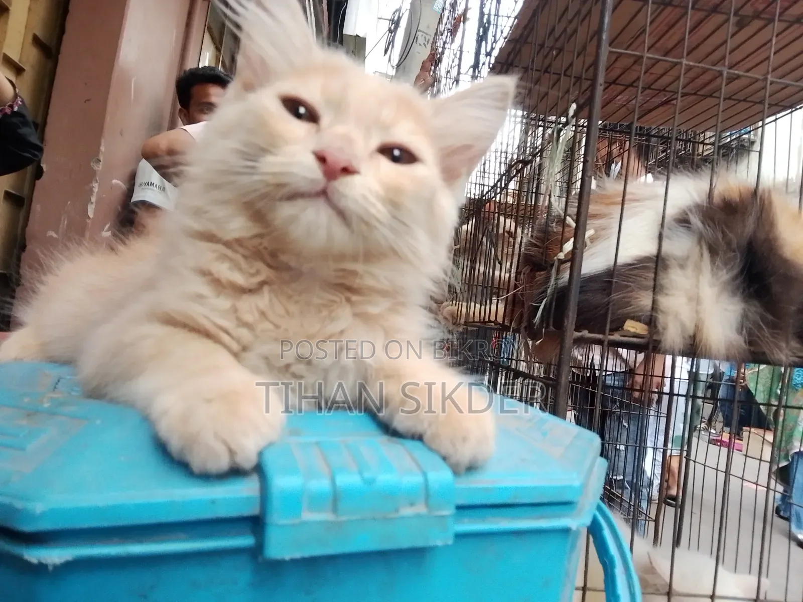 1-3 Months Male Purebred Persian