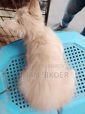 1-3 Months Male Purebred Persian