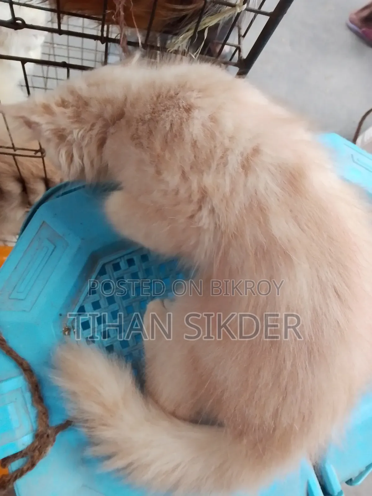 1-3 Months Male Purebred Persian