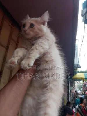 1-3 Months Male Purebred Persian