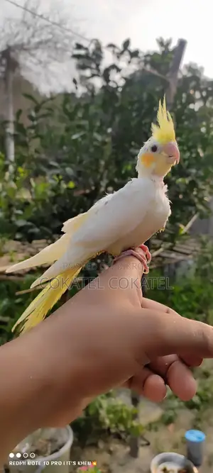 Lutino Tame Cockatiel Baby