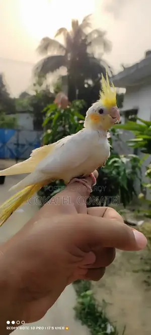 Lutino Tame Cockatiel Baby