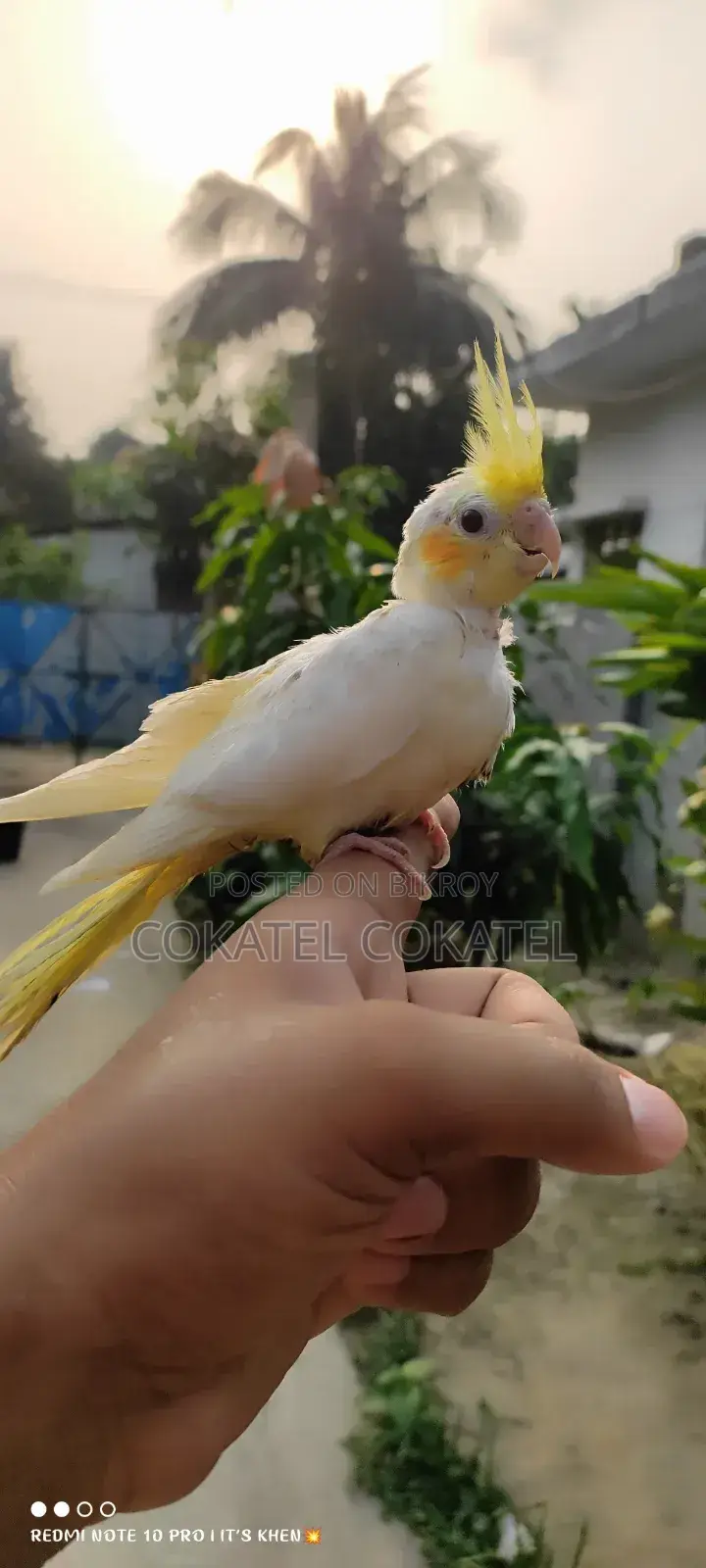 Lutino Tame Cockatiel Baby
