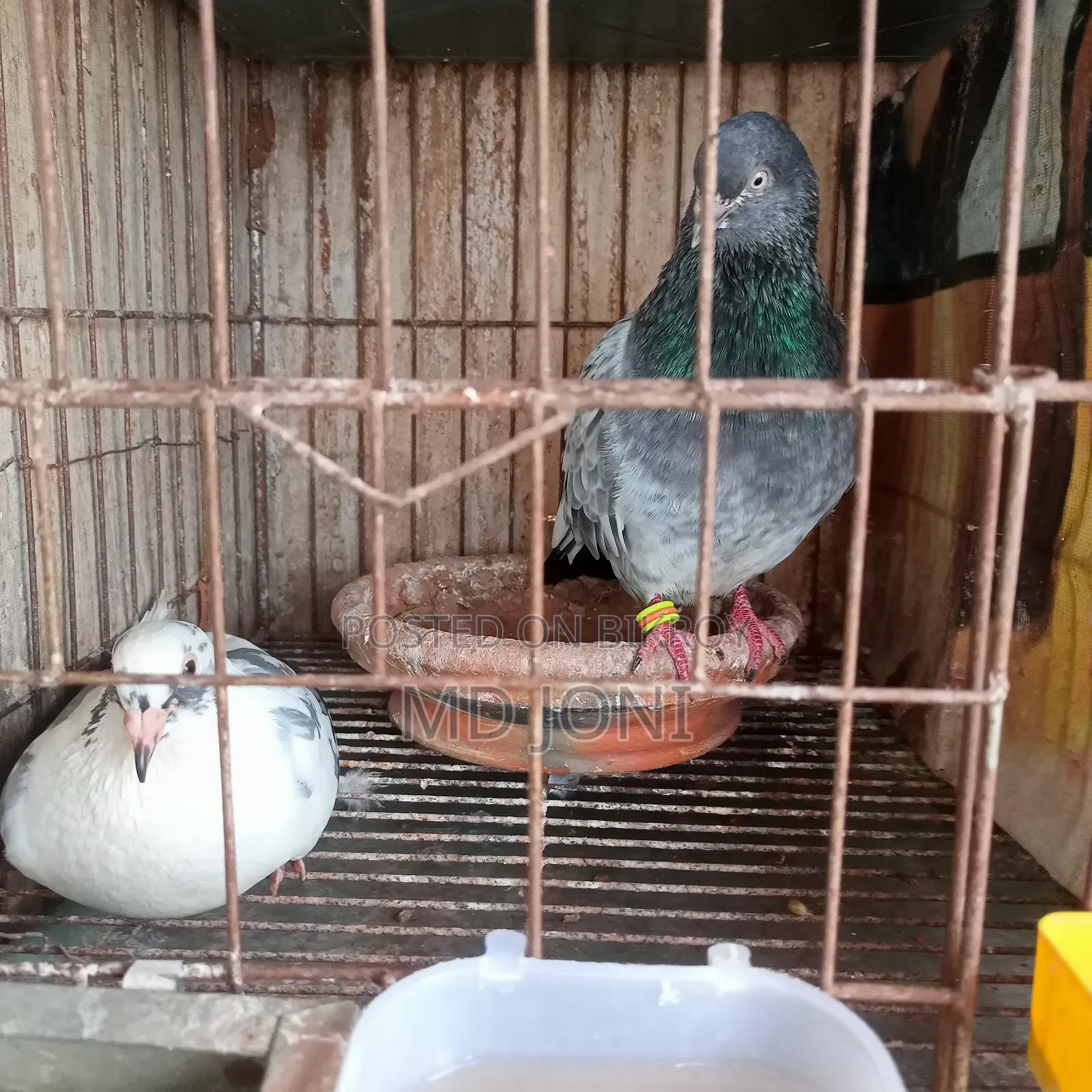 Pigeons for sale