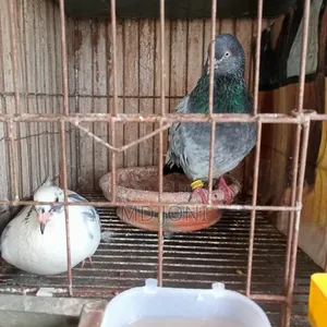 Pigeons for sale