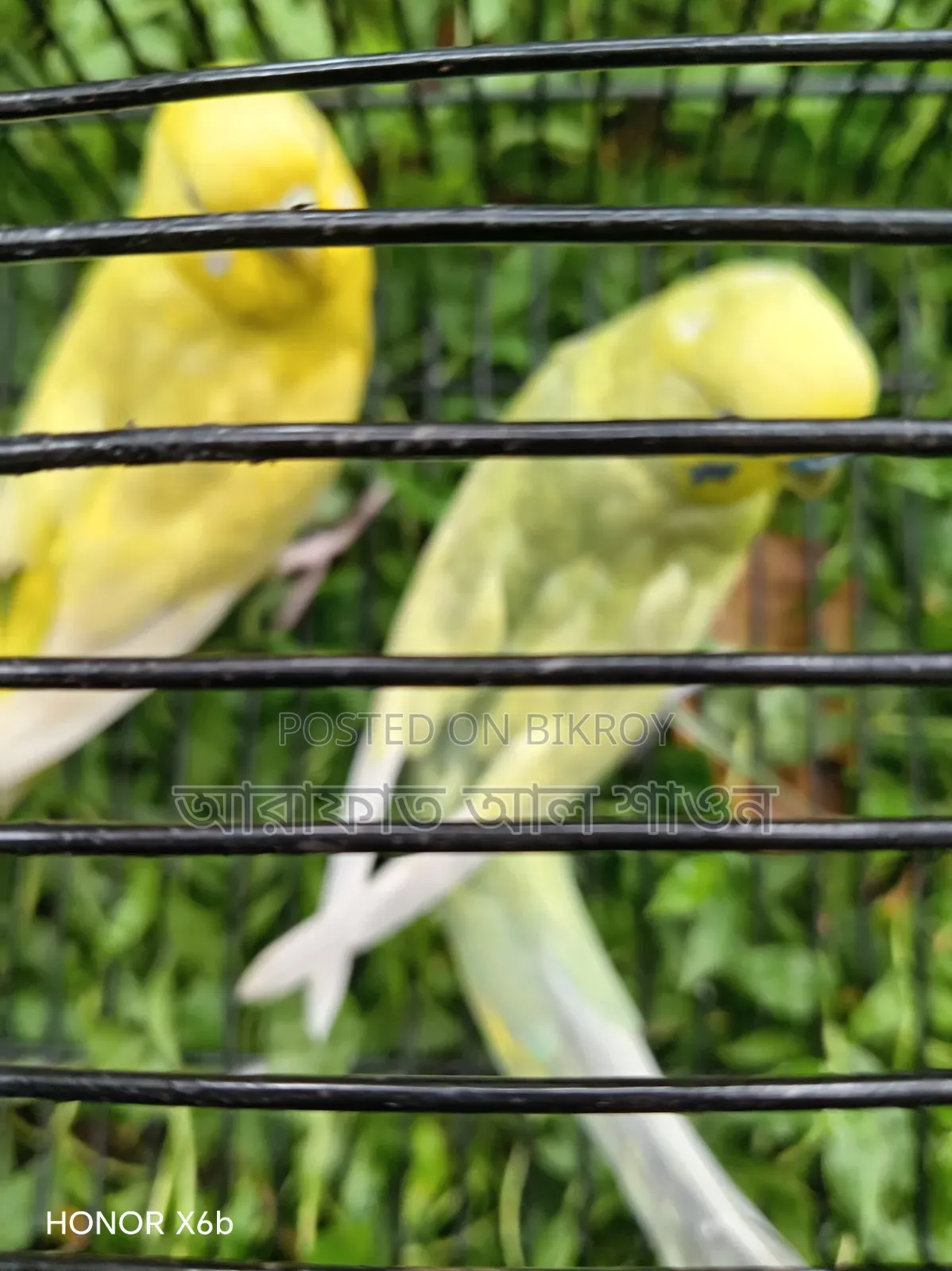 Selling a pair of high-quality mutation birds