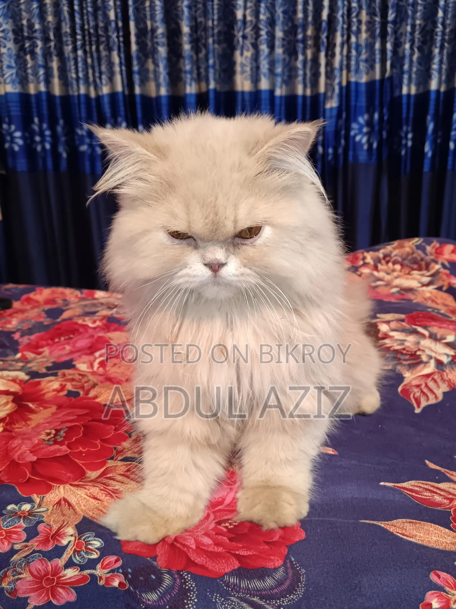 6-12 Months Male Purebred Persian Cat