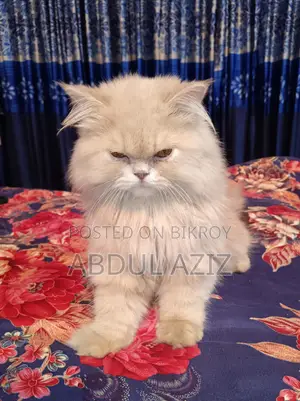 6-12 Months Male Purebred Persian Cat