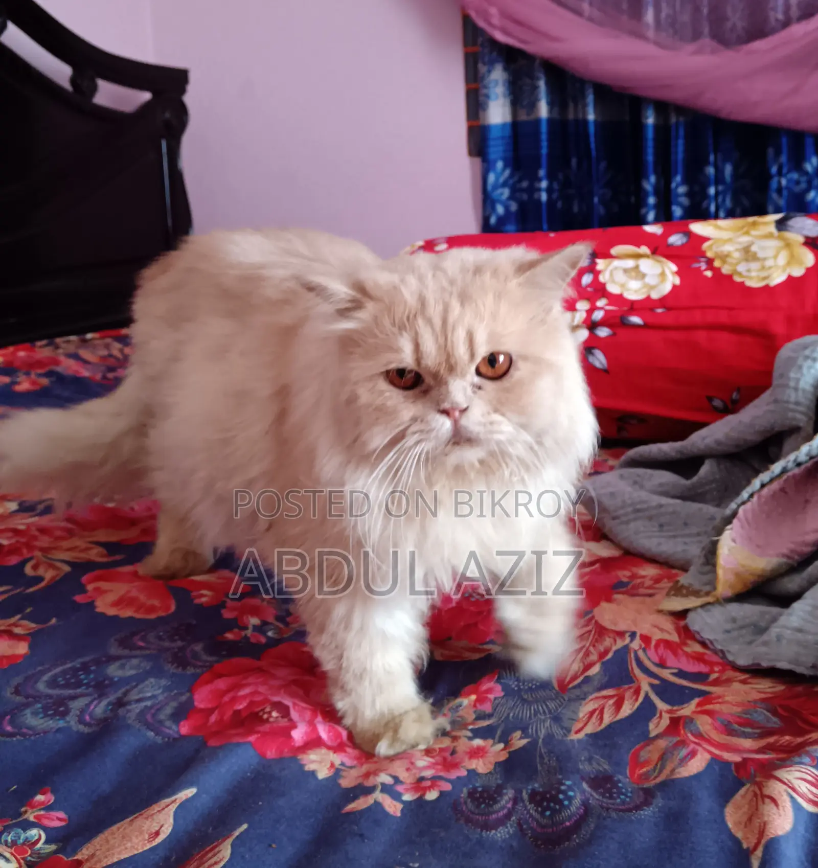 6-12 Months Male Purebred Persian Cat