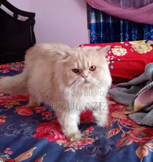 6-12 Months Male Purebred Persian Cat
