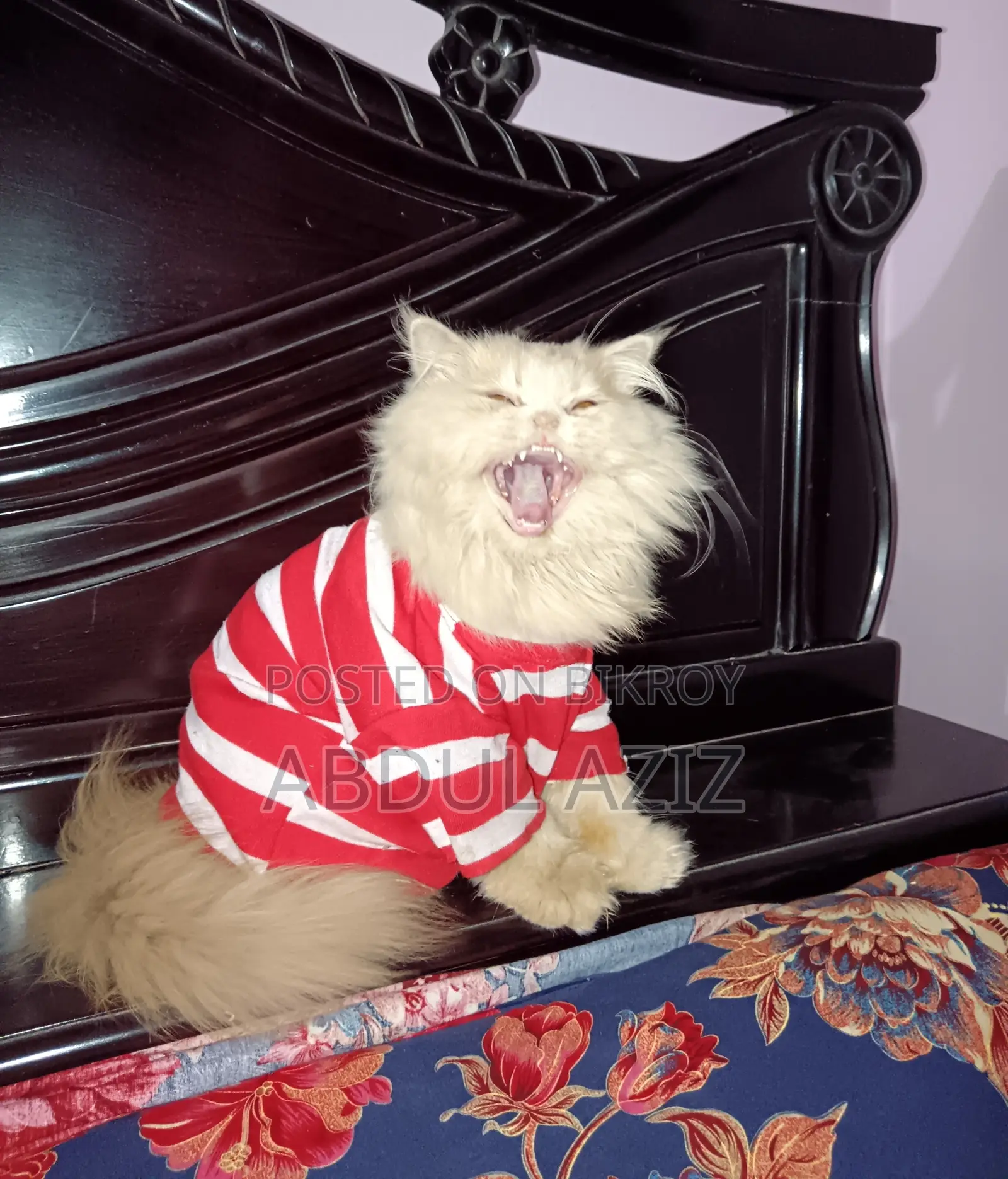 6-12 Months Male Purebred Persian Cat