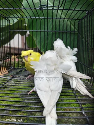 GP Budgerigar babies for sale