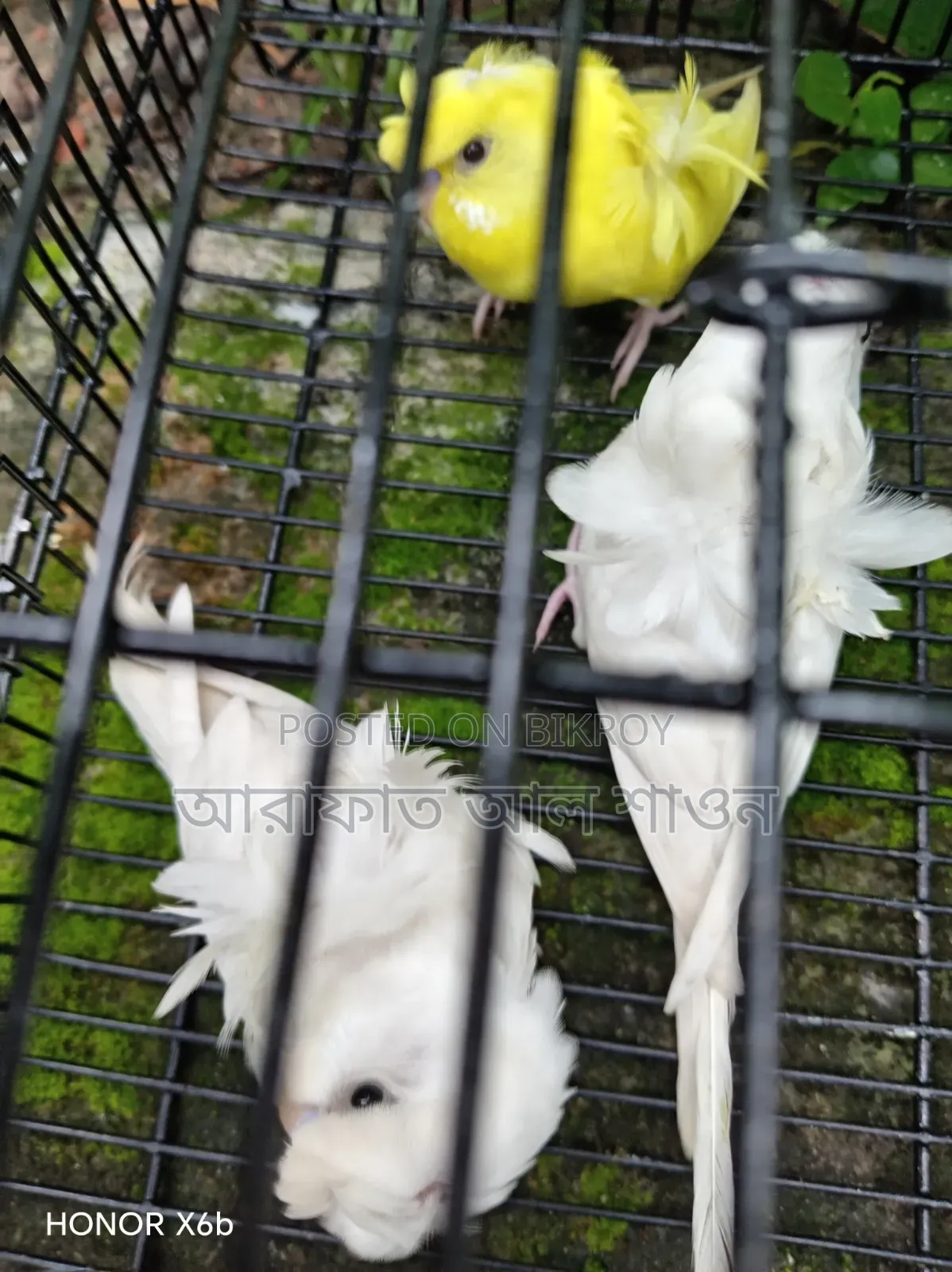 GP Budgerigar babies for sale