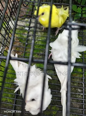 GP Budgerigar babies for sale