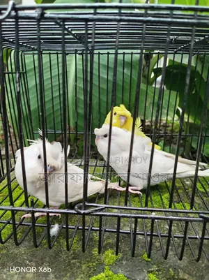 GP Budgerigar babies for sale