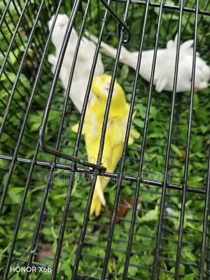 GP Budgerigar babies for sale