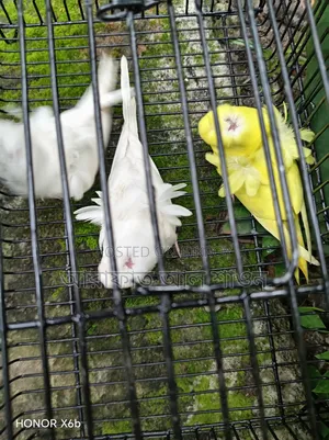 GP Budgerigar babies for sale