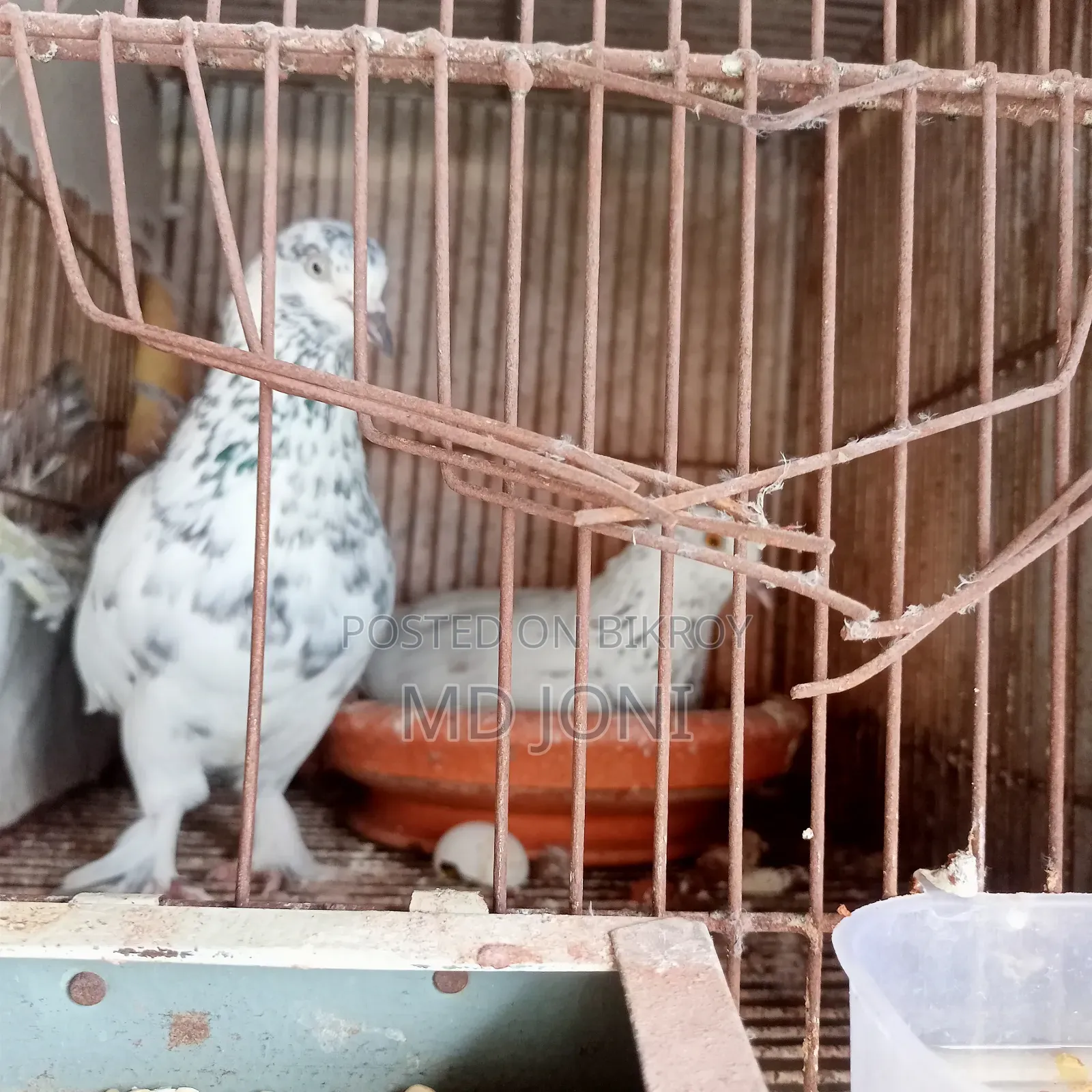Pigeons for sale