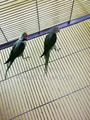 পাখি ককাটেল