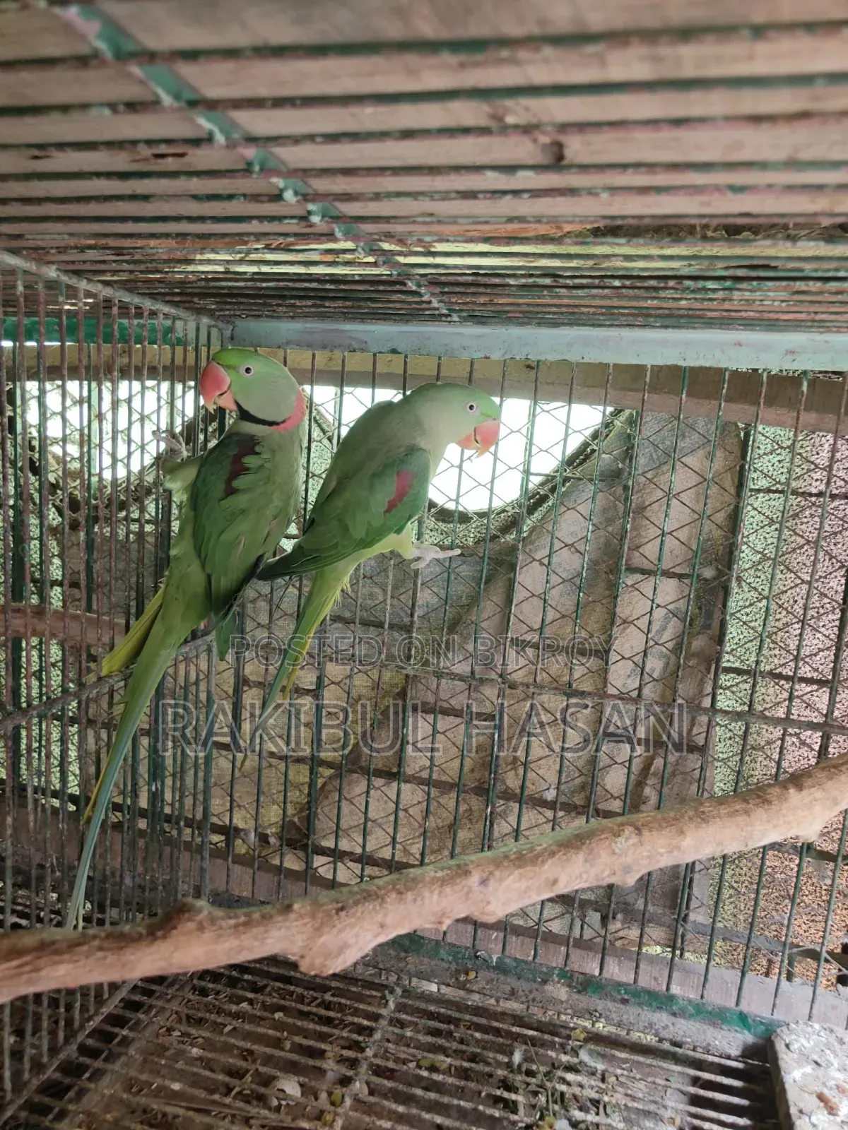 পাখি ককাটেল